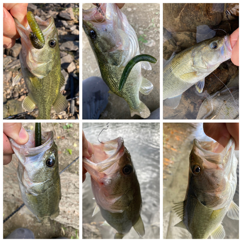 ブラックバスの釣果