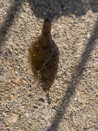 カレイの釣果