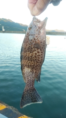 ホウセキハタの釣果