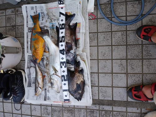 イシダイの釣果