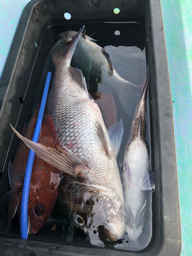 マダイの釣果