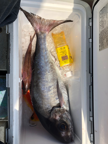 メダイの釣果