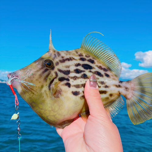 カワハギの釣果