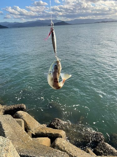 フグの釣果