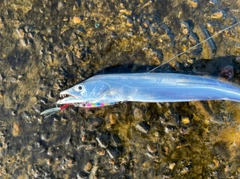 タチウオの釣果