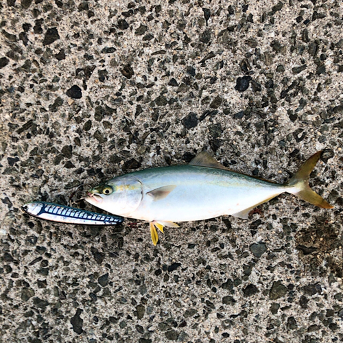 ツバスの釣果