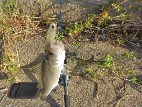 セイゴ（ヒラスズキ）の釣果