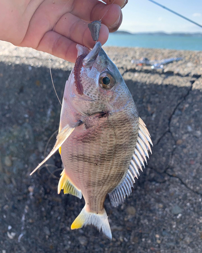 キスの釣果