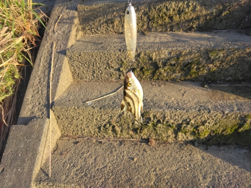 コトヒキの釣果