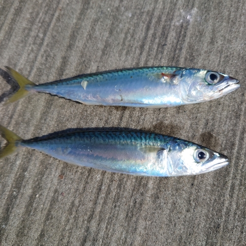 サバの釣果