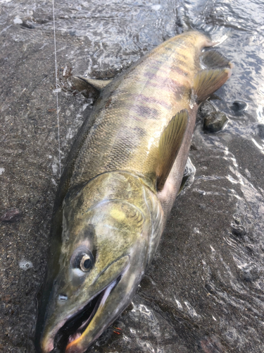 サケの釣果