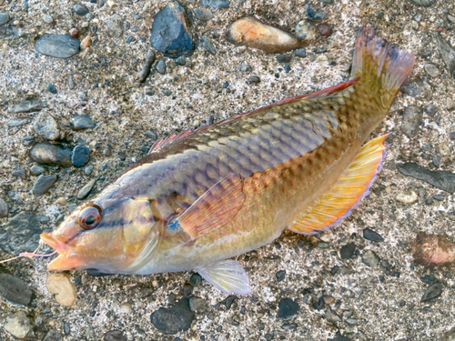 ベラの釣果