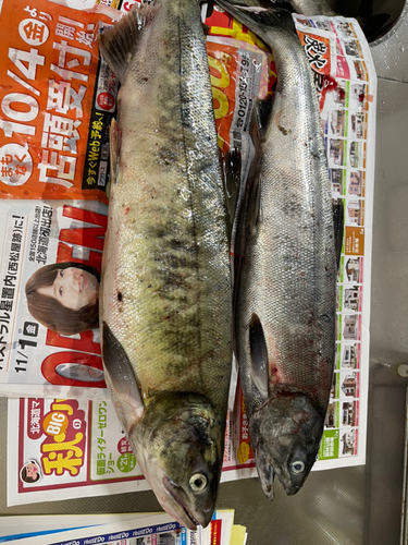 サケの釣果