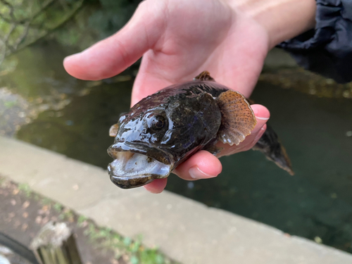 ドンコの釣果