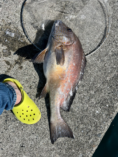 コロダイの釣果