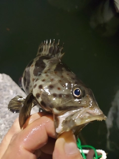 チャイロマルハタの釣果