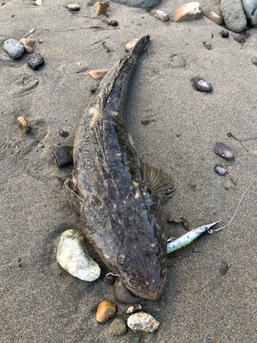 マゴチの釣果