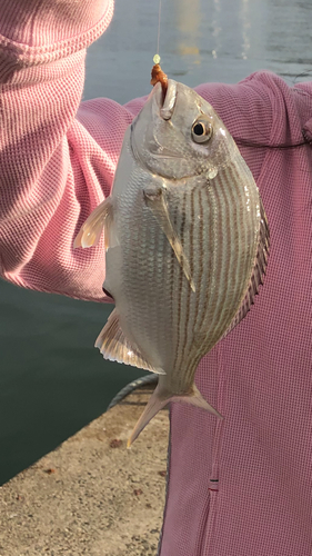 ヘダイの釣果