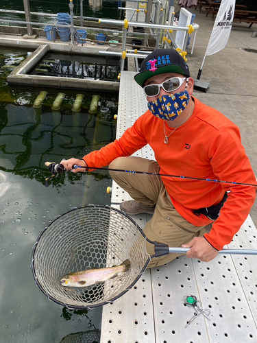 ニジマスの釣果