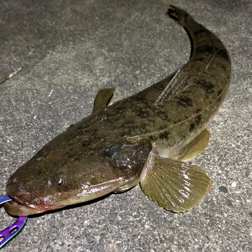 マゴチの釣果