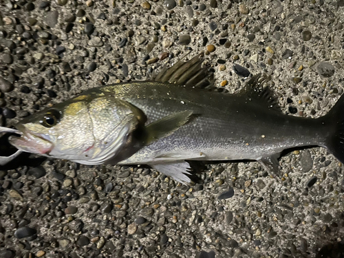 セイゴ（マルスズキ）の釣果