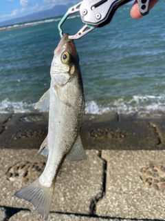 セイゴ（ヒラスズキ）の釣果