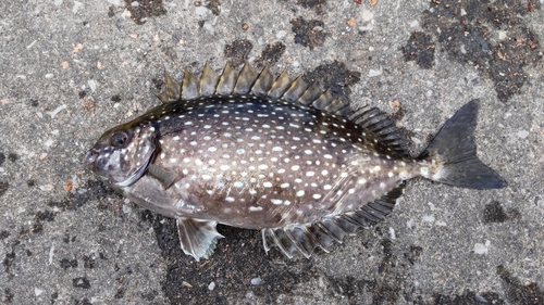 アイゴの釣果