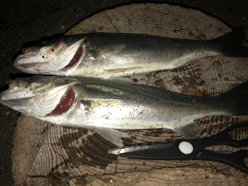 シーバスの釣果