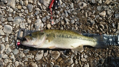 ブラックバスの釣果