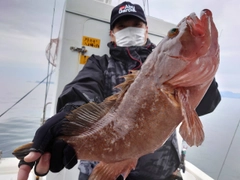 アコウの釣果