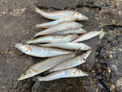 キスの釣果