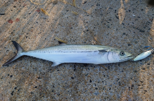 サゴシの釣果