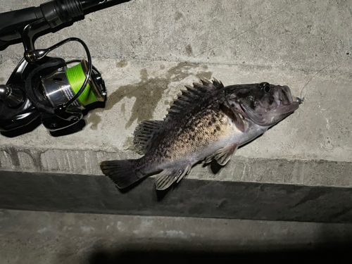 クロソイの釣果