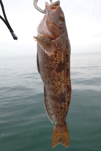 アイナメの釣果