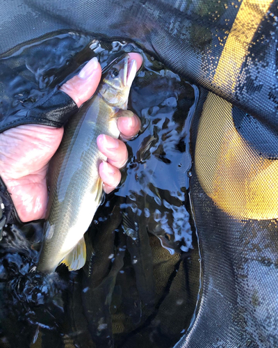 アユの釣果