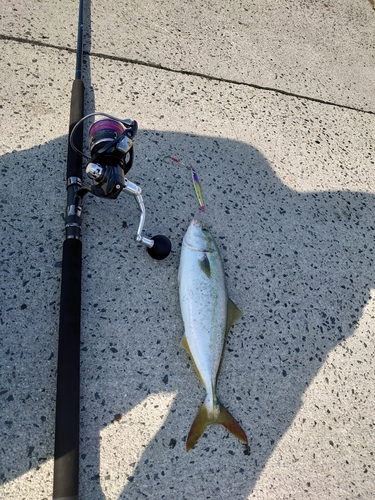 ハマチの釣果