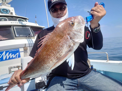 マダイの釣果