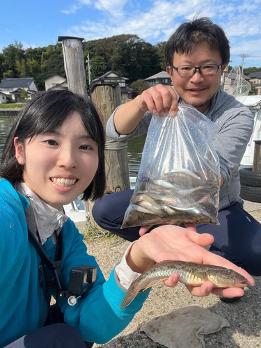 マハゼの釣果