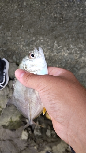 メッキの釣果