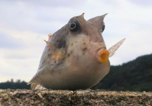 ハコフグの釣果