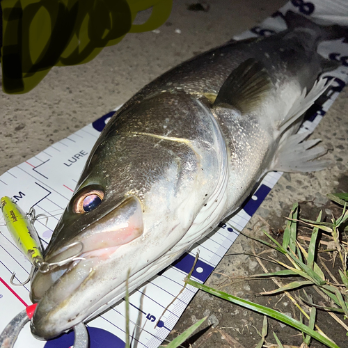 シーバスの釣果