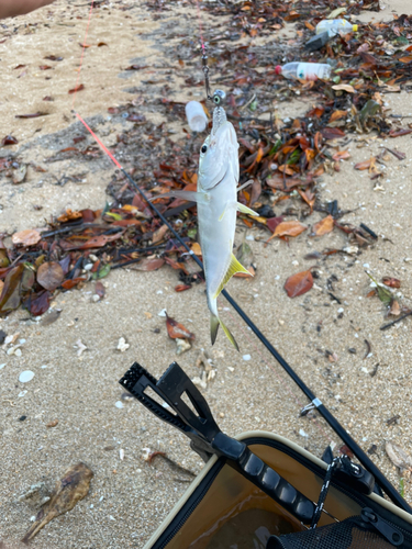 メッキの釣果