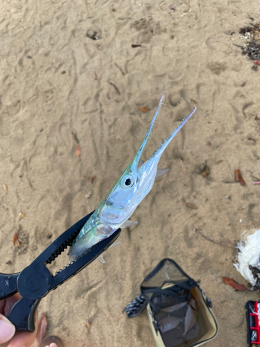 オキザヨリの釣果