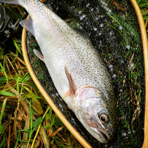 ニジマスの釣果