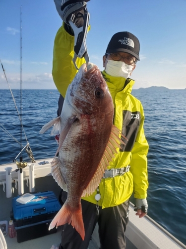 マダイの釣果