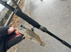 ハゼの釣果