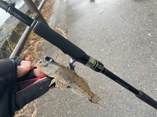 ハゼの釣果