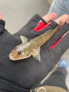 ハゼの釣果