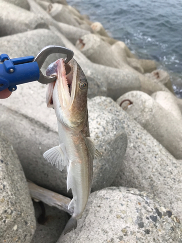 エソの釣果