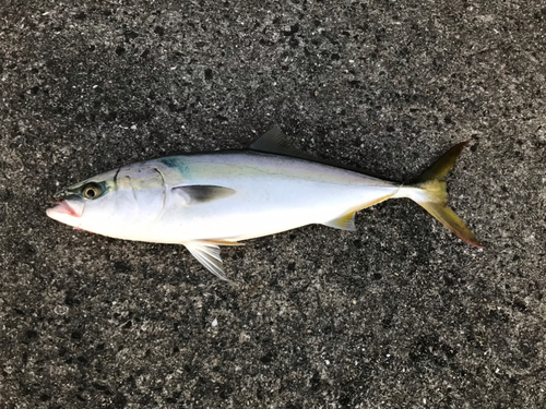 ハマチの釣果